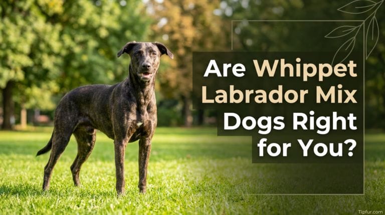 Are Whippet Labrador Mix Dogs Right for You? Here’s What Real Owners Say